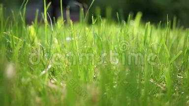 在早晨的阳光下，放焦夏日美丽的绿草的特写视频，背景是一个bokeh